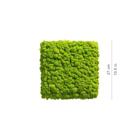 Exciting Colored Moss Element Square For Interior Design