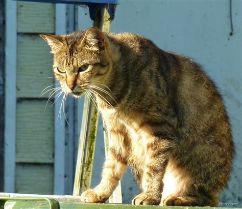 Brown Tabby Keeps An Eye On Things The Feral Life Cat Blog
