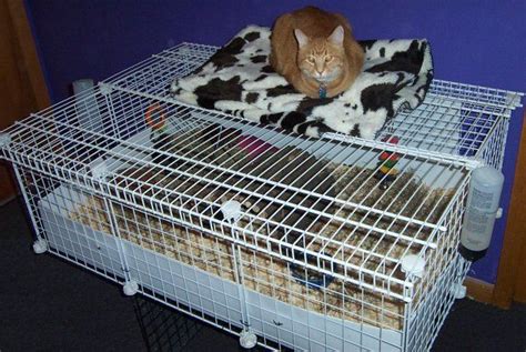Critter Corner Guinea Pig Cage Safety Contributed By