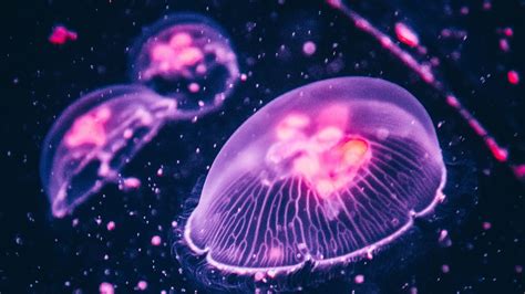 Glowing Jellyfish Wallpapers 52 Images Inside