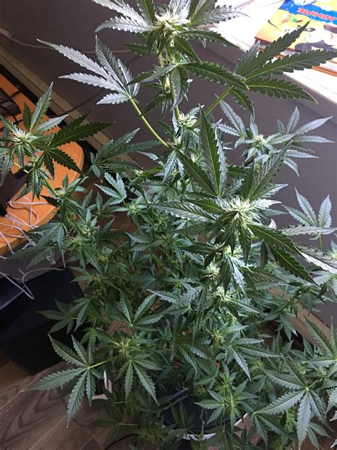 Sonoma Seeds Purple Kush Autoflower Grow Diary Journal Week5 By