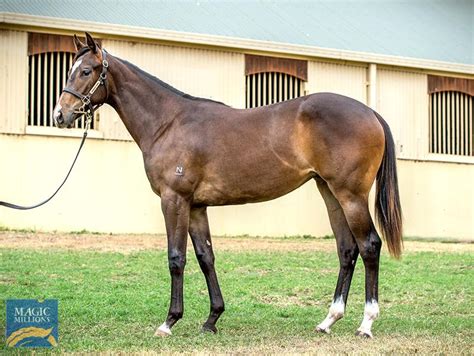 2020 Gold Coast Yearling Sale Lot 443 Flying Artie Aus Kiss The