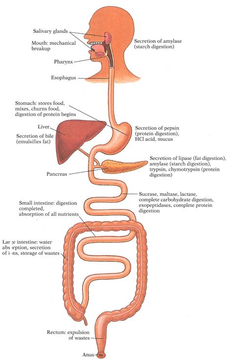 Diagram Of Human Digestive System Tag Human Digestive System Outline