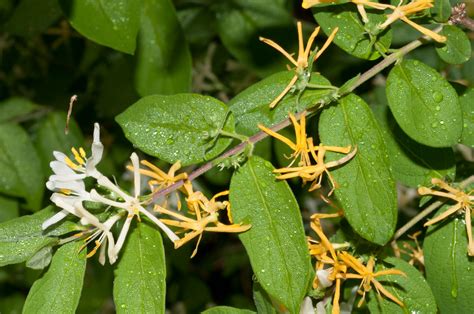 Lonicera Japonica Japanese Honeysuckle