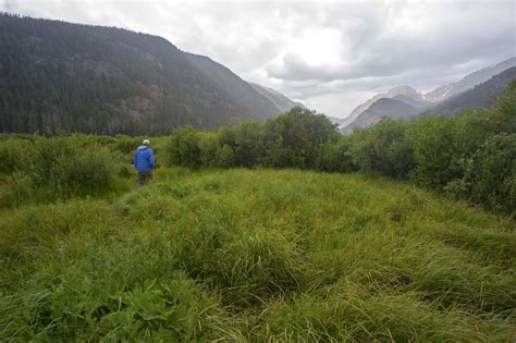 Under The Willows Beavers Partner With Rocky Mountain National Park