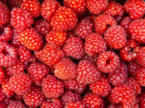 Fresh Raspberries Background Stock Photo Image Of Healthy Berries