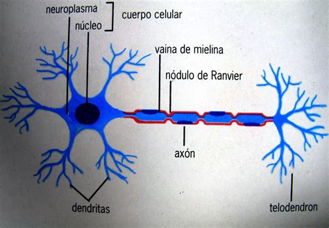 BiologÍa 3º Secundaria Neuronas Nervios Y Ganglios