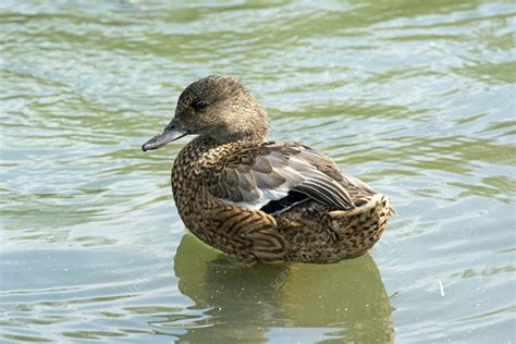 Male Falcated Duck Stock Image C0559008 Science Photo Library