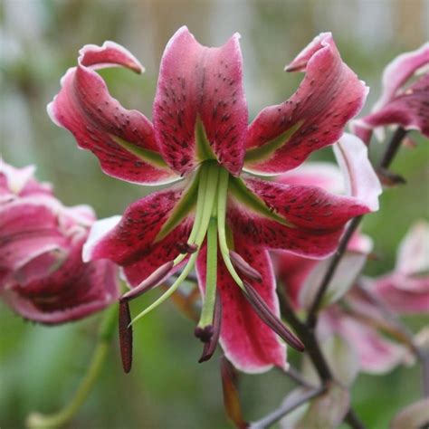 Buy Lily Bulbs Lilium Black Beauty £199 Delivery By Crocus