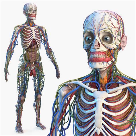 Medically reviewed by the healthline medical network — written by the healthline editorial team on january 24, 2018. Male skeleton internal organs 3D - TurboSquid 1465677