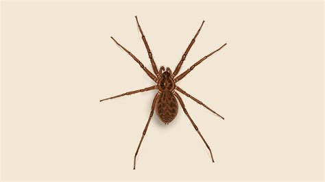 Get Rid Of Domestic House Spiders Or Barn Funnel Weavers Orkin