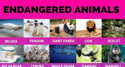 Endangered Species 90 Endangered Animals We Need To Save Right Now