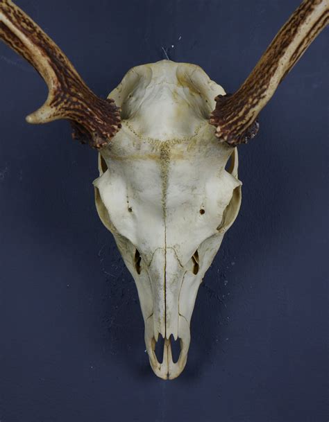Japanese Sika Deer Skull And Antlers Ahs312 Antlers Horns And Skulls