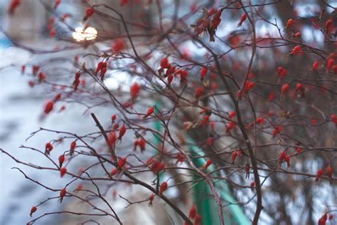 Free Images Tree Branch Blossom Snow Winter Leaf Flower Frost