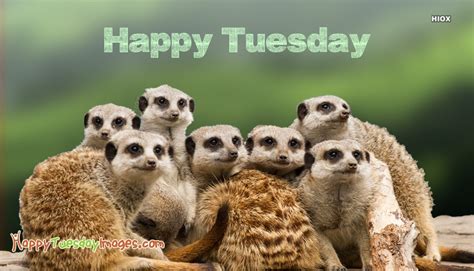 Start your day with these happy tuesday quotes thanking you for visiting our yourfates, for more updates on thoughts and quotes, please visit regularly for more updates. Happy Tuesday Animals Pics