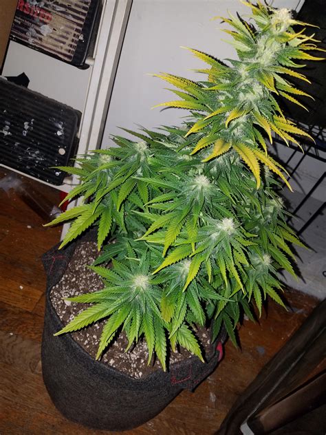 First Time Grower 600w Lamp Amnesia Haze 3 Weeks Into Flower R