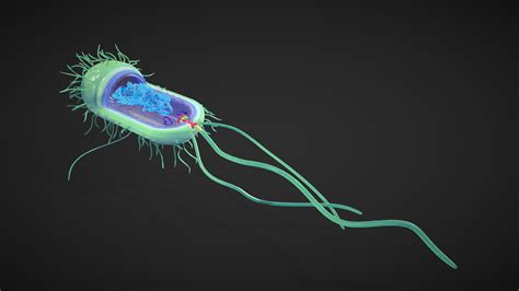 Prokaryotic Bacterial Cell Anatomy Buy Royalty Free 3d Model By Nima