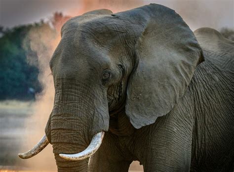 Watch The Largest Elephant Giant Of Angola Ever Recorded 15000