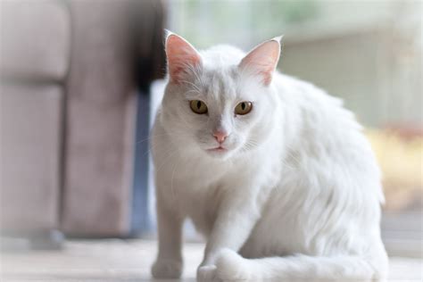 White Serious Cat Wallpapers And Images Wallpapers