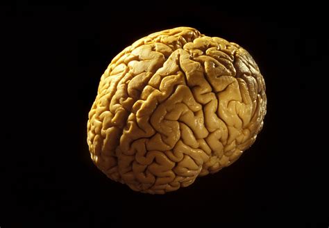 Real Human Brain