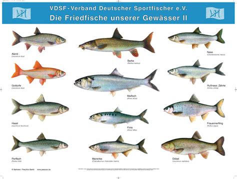 Postersatz Der Heimischen Fische 5 Poster Dafv Shop