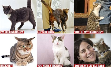 How To Decode A Cat S Body Language As It Emerges That They Re More Dependant Than We Realise