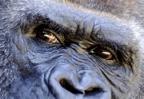 Great Apes Facts Animal Facts Encyclopedia