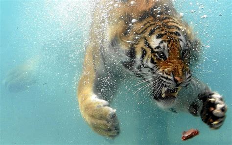 Fondos De Pantalla 1920x1200 Px Animales Nadando Tigres Submarino