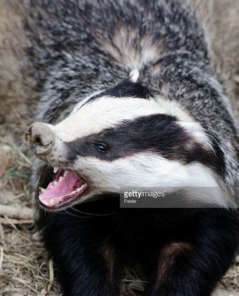 Stock Photo Angry Badger With Mouth Open Showing Teeth Teeth