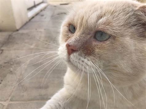Cedric 2nd Chance Cat Rescue Male Scottish Fold Cat In Vic