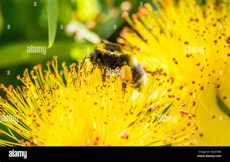 Bumble Bee Pollen Sac Hi Res Stock Photography And Images Alamy