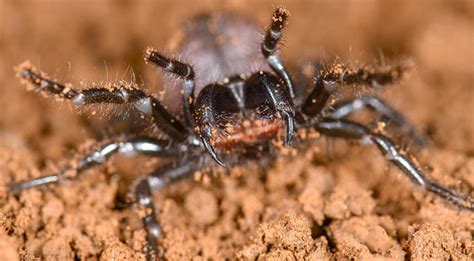 Worlds Most Venomous Spiders Are Actually Cousins
