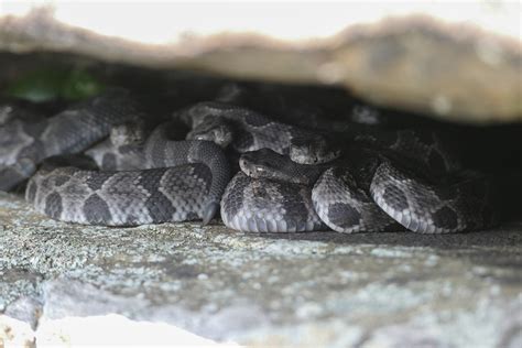 Newborn Timber Rattlesnake