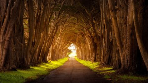 Sand Path Between Trees In Forest Hd Nature Wallpapers Hd Wallpapers