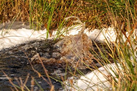 Close Up Of A Water Source That Blows Up Bubbling Water Spring Snow