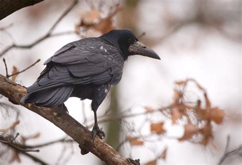 Rook Rook Corvus Frugilegus Perched On A Branch Gawron Flickr