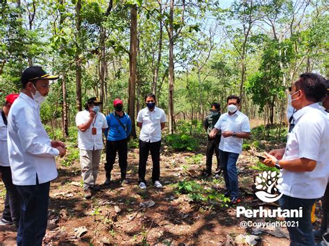 Perhutani Perhutani Serius Kawal Agroforestry Tebu Dan Porang Mandiri