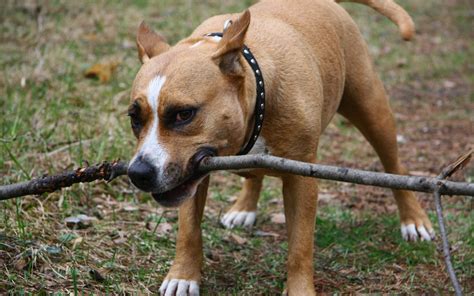 A Dog With A Stick In His Mouth Wallpapers And Images