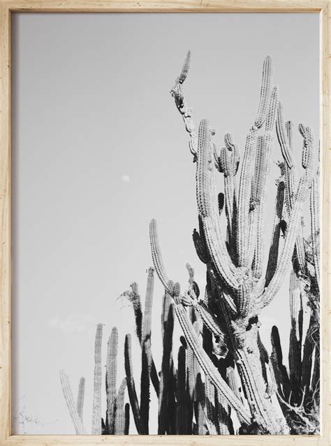 Black And White Cacti Poster Ashlee And Binder Cactus Pictures Cactus