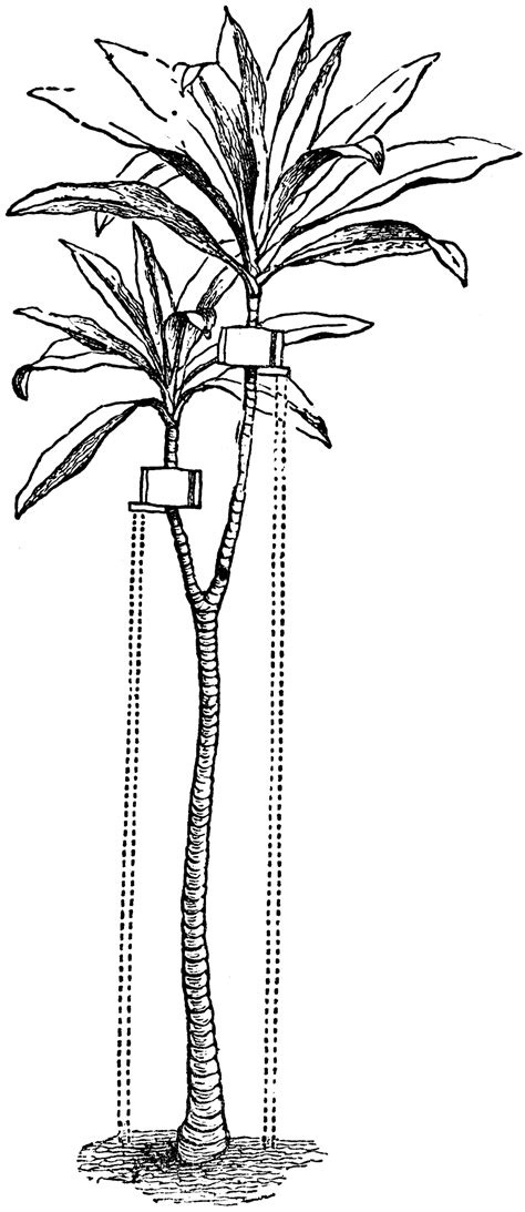 André bruwer, a radiologist who practiced in tucson for over 30 years. Yucca | ClipArt ETC