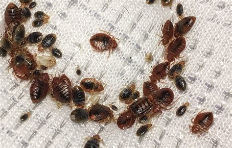 Where Do Bed Bugs Live Where Should You Look For Bed Bugs