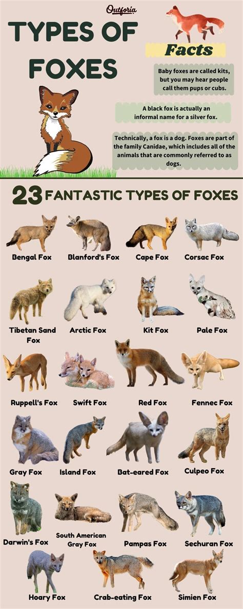 All The 23 Different Types Of Foxes Pictures Classification And Chart