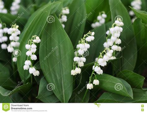 Lily Of The Valley Flowers On Paper Frame Border Isolated Horizontal