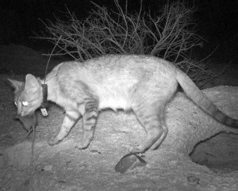 Feral Cat Distribution Abundance Management And Impacts On Threatened