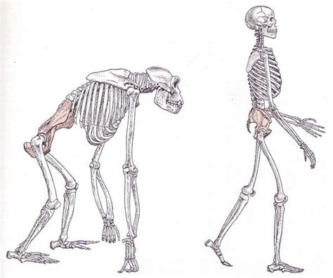 Evolution Of Bipedalism