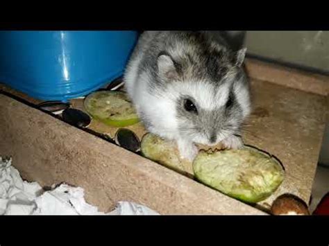Hamster F Mea Comendo Jil Youtube