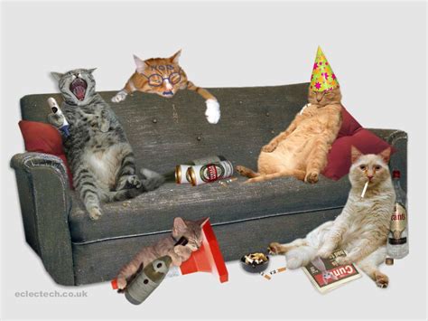 Drunk Cats The Truth Can Now Be Told Popsugar Love And Sex