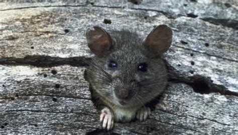 You & me small animal fleece bed, 6.5. How Do Squirrel Droppings Compare to Rat Droppings ...