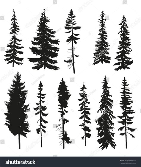 Vector Silhouettes Different Pine Trees Stock Vector 459883516