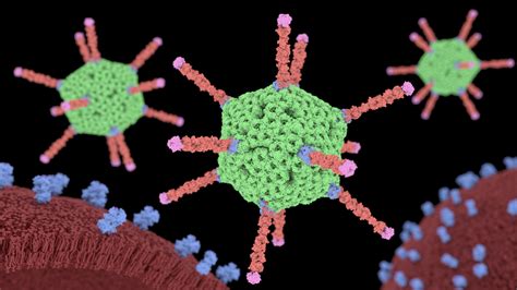 Adenoviruses are common causes of respiratory illness, but most infections are not severe. Adenovirus - Alpha Tauri 3D Graphics